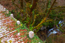 Bridge Kouiasa